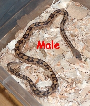 Het male CB