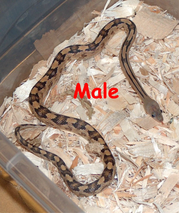 Het male CB