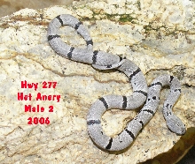 2006 Hwy 277 Male 2  Het Anery
