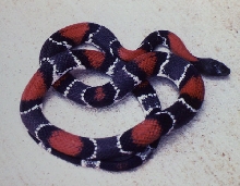 Juno Rd Male