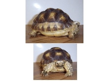 Sulcata