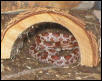 Corn snake