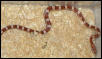 Corn snake