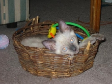 Merlin in Basket