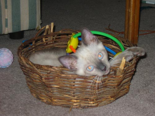 Merlin in Basket