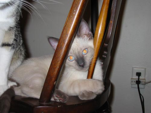 Merlin