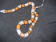 Countessa