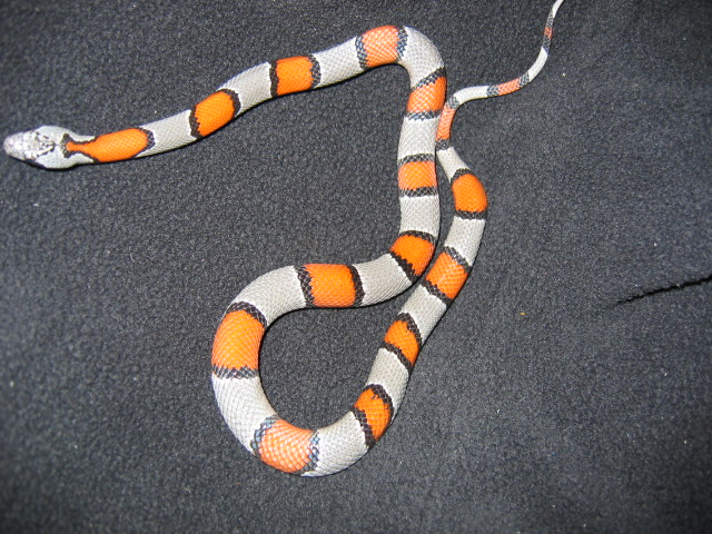 Countessa