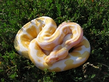 04 Albino Male