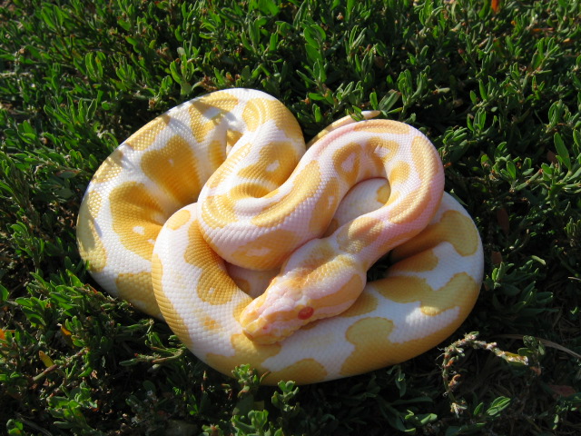 04 Albino Male