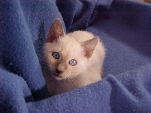 Kitten1