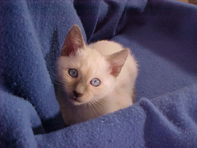 Kitten1