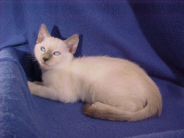 Kitten2