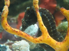 Seahorse 1