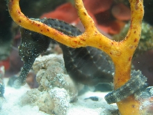 Seahorse 2