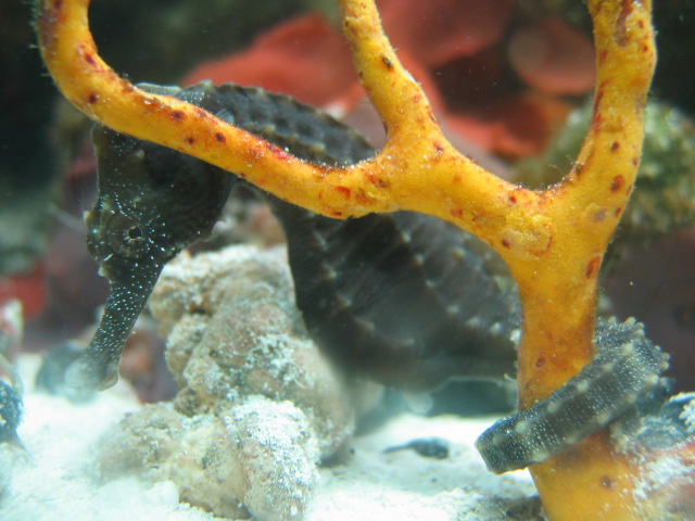 Seahorse 2