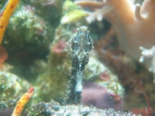 Seahorse 3