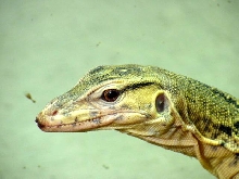 Water Face