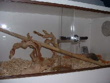 New Cage 3