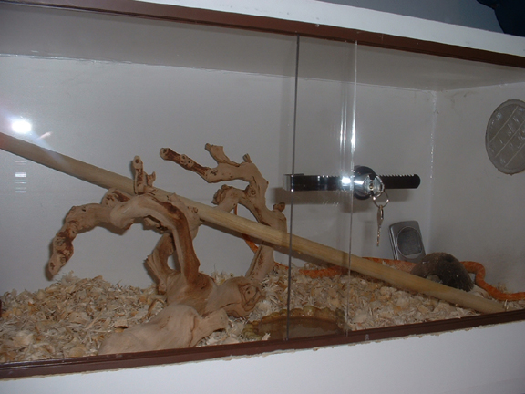 New Cage 3