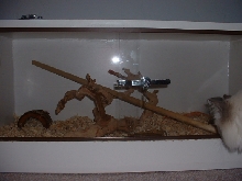 New Cage 4