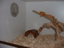 New Cage 5
