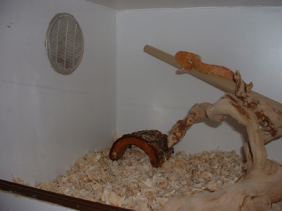 New Cage 5