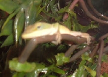 Anole