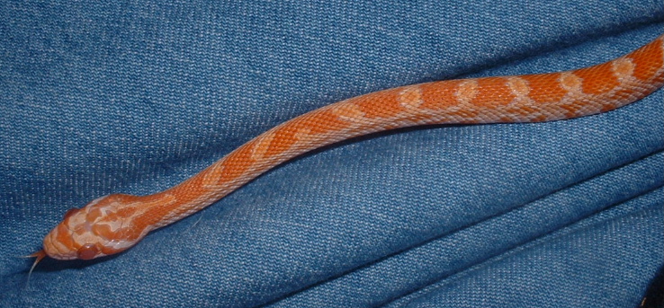 After shed