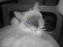 Sapphire