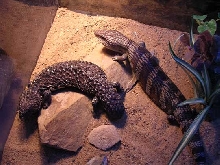 Shingleback and Blue-tongue