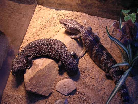 Shingleback and Blue-tongue
