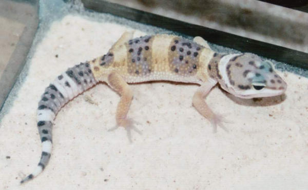 kingsnake.com photo gallery > Geckos > ziggy2