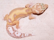 georgia