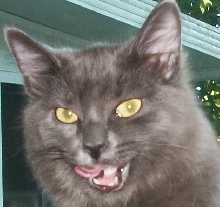 Misti