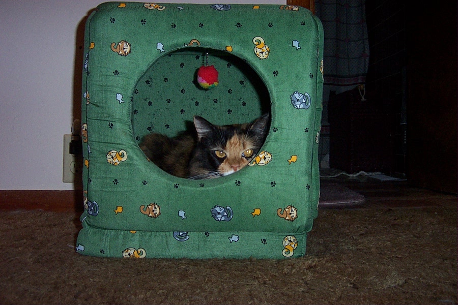 Katie's Kitty Kube