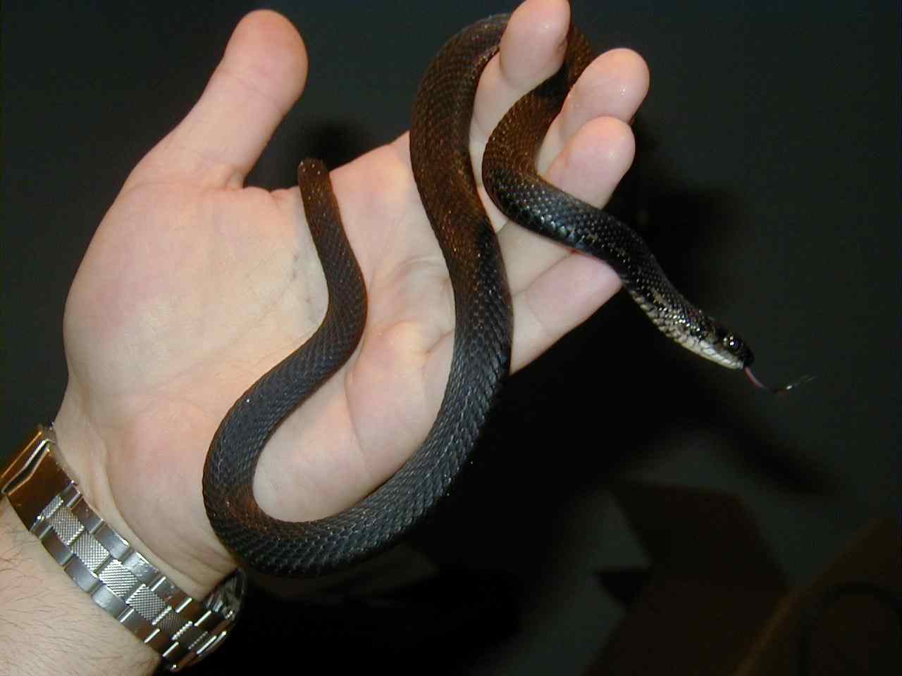 Melanistic Garter