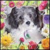 My Miss Mollikins