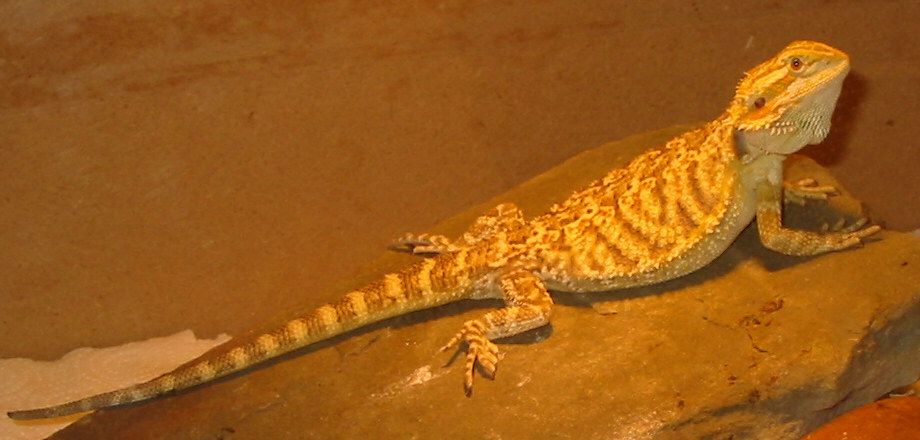 one of my beardies