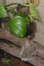MY Tree Frog Pic.