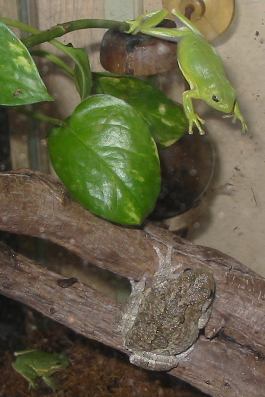 MY Tree Frog Pic.