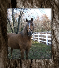 Dallas at Thunderhill Farm