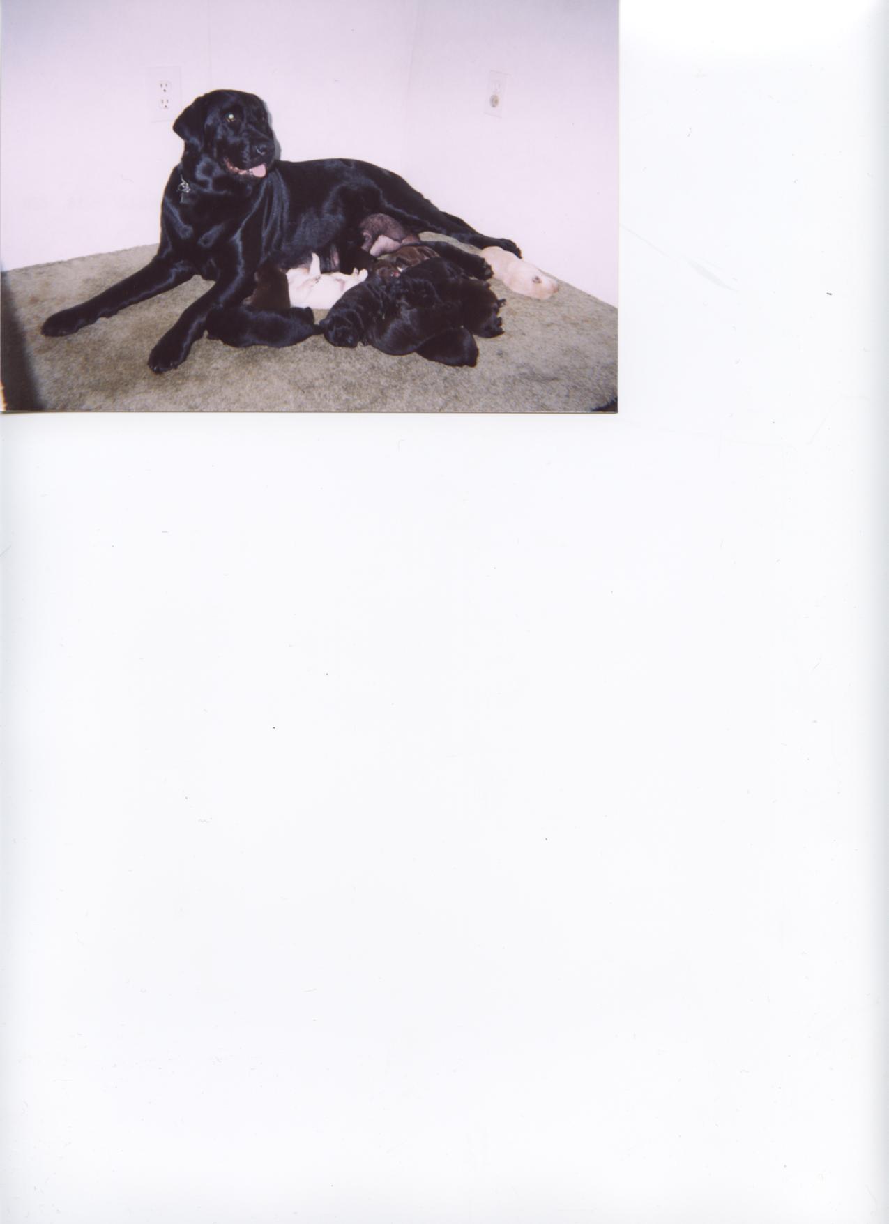 Mastador pups and Mom