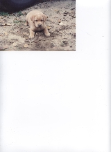 Suzy as a pup