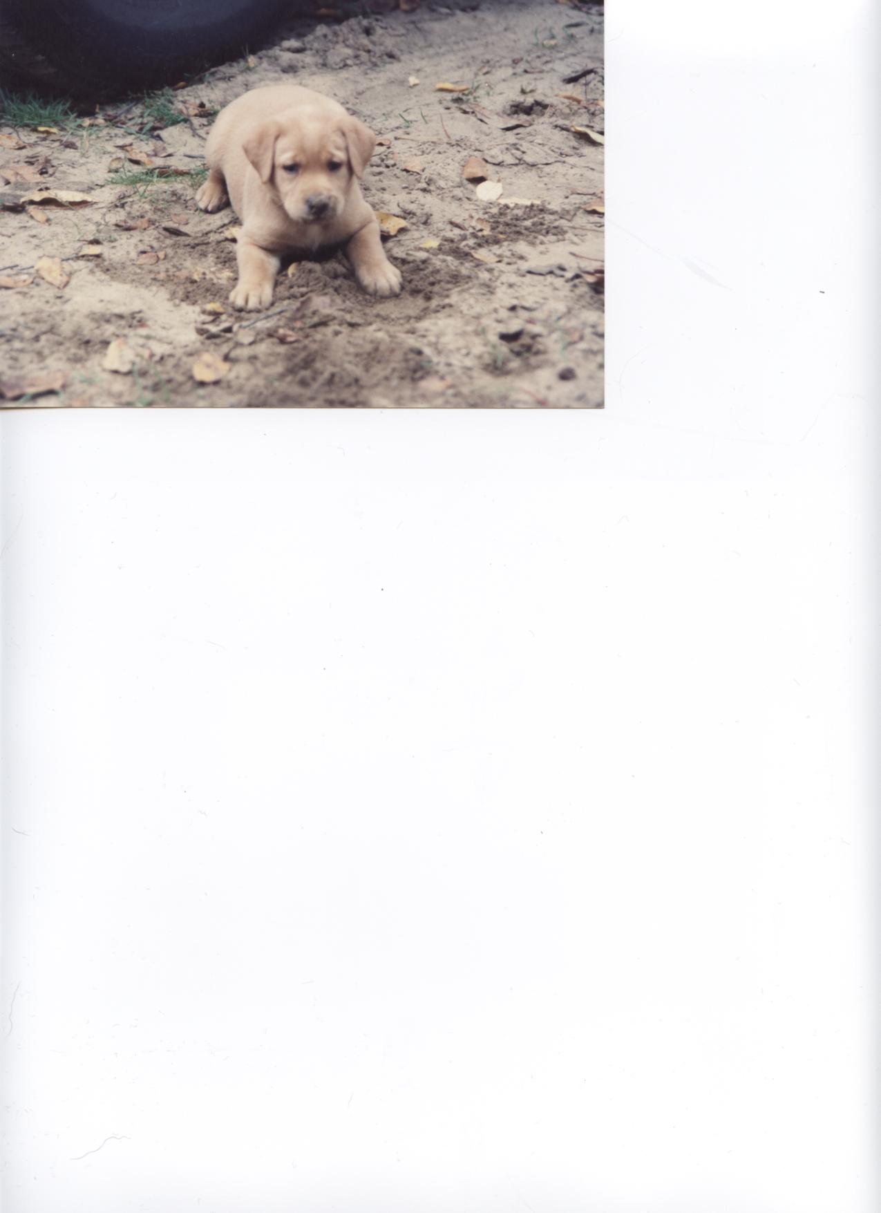 Suzy as a pup