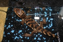 diamond caiman 2