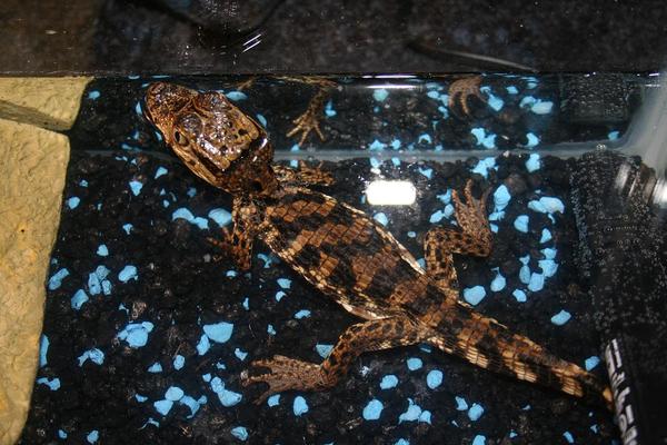diamond caiman 2
