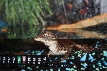 diamond caiman