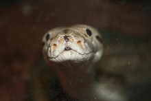 closeup