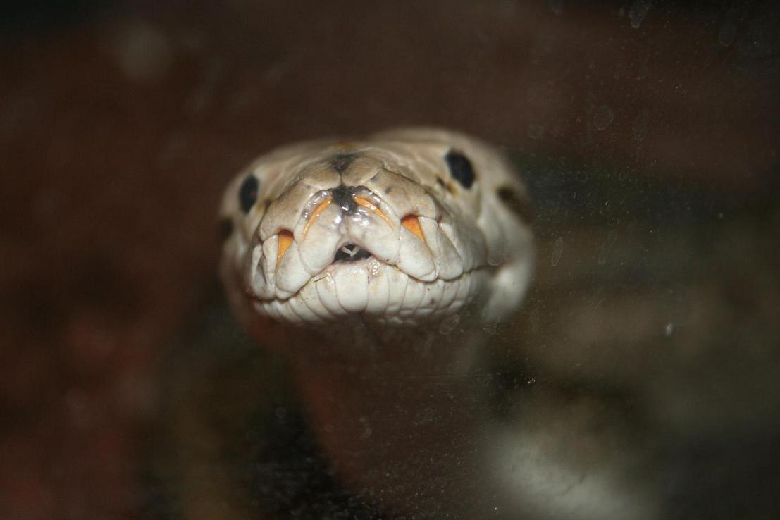 closeup